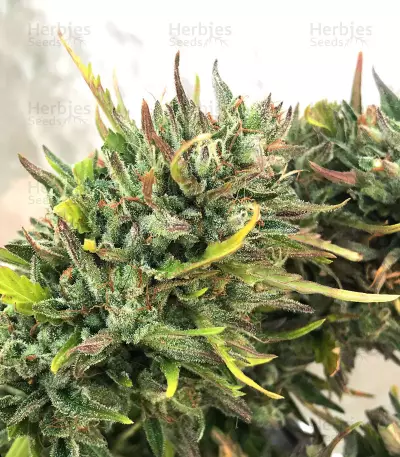 Girl Scout Cookies Auto (Semi Sensibili Originali)
