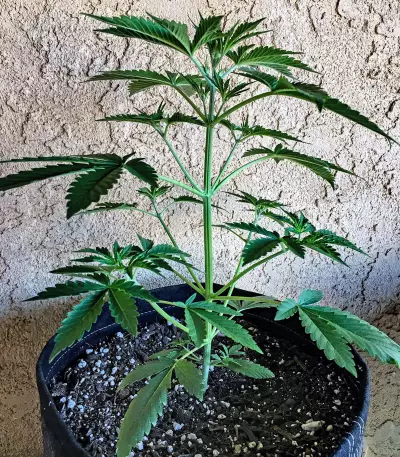 Girl Scout Cookies Auto (Semi Sensibili Originali)