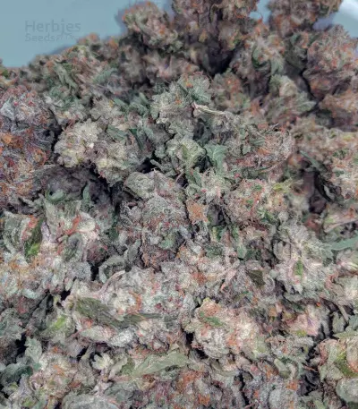 Girl Scout Cookies Seeds (Blimburn Seeds)