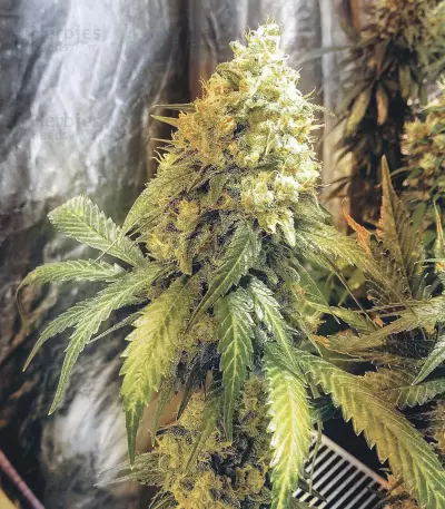 Golden Lemons Seeds