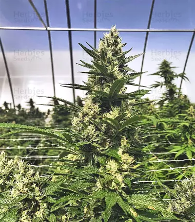 Graines féminisées de Gorilla Cookies (Big Head Seeds)