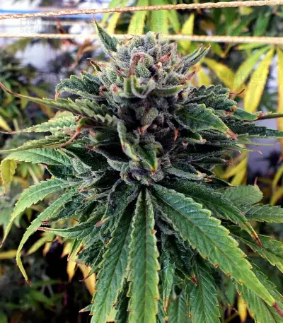 Grape Inferno Seeds