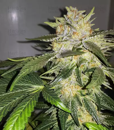 Karmarado OG Seeds