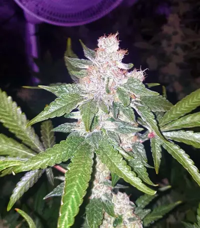 Killer Queen XX feminized seeds