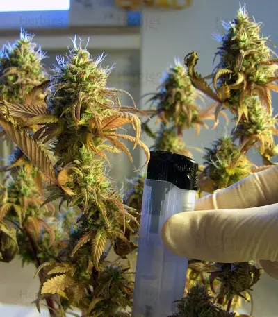 Semillas feminizadas Kosher Kush (Reserva Privada)