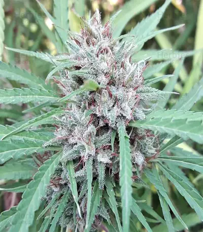 Malawi Breeders Pack Seeds