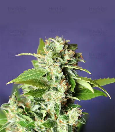 Mango Haze Regular seeds