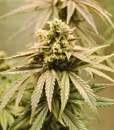 Semi femminizzati NYC Diesel