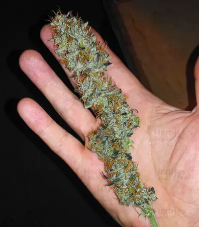 Graines de cannabis Narcotherapy Auto (Cream of the Crop Seeds)