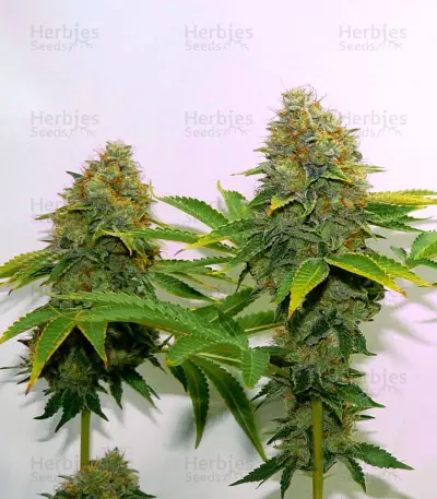 OG Lemon Bilbo Seeds