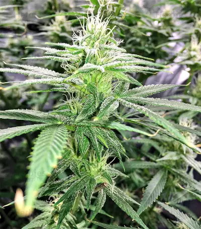 Pakistan Chitral Kush Seeds