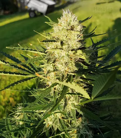 Purple Punch Seeds (Seedstockers)