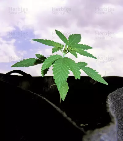 Purple Punch (Big Head Seeds) Cannabis-Samen