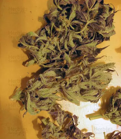 Shit Seeds