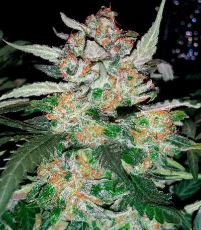 Semi femminizzati Sour Blues Auto