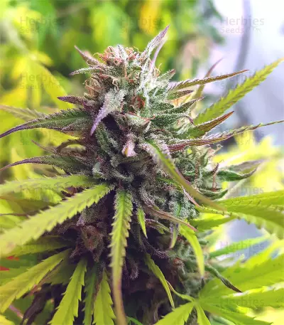 Graines de cannabis Speedy Chile Fast Flowering (RQS)