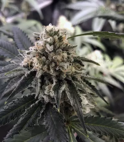 Wedding Gelato feminized seeds