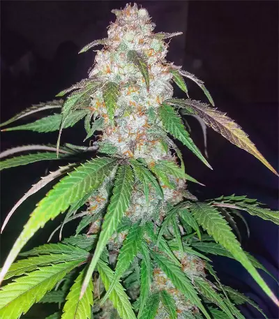 Wild Thailand Ryder feminized seeds