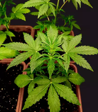 Afghan Kush Seeds