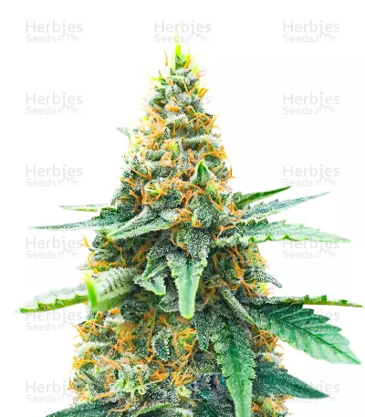 AFS Princess Feminized Seeds (AlphaFem Seeds)