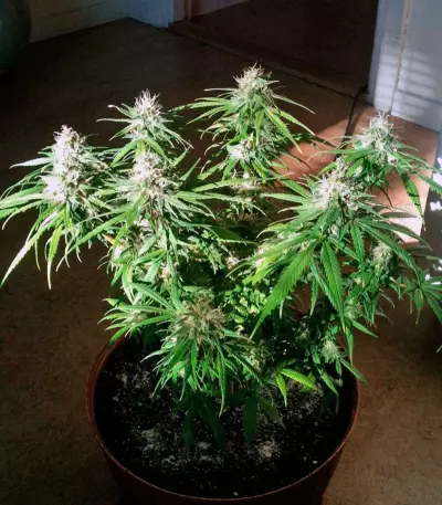 Arjan's Haze #3 (GHS)