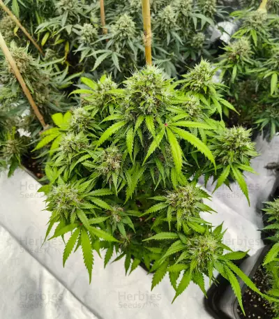 Auto GG#4 Original Glue F1 Seeds (Seedkeepers)