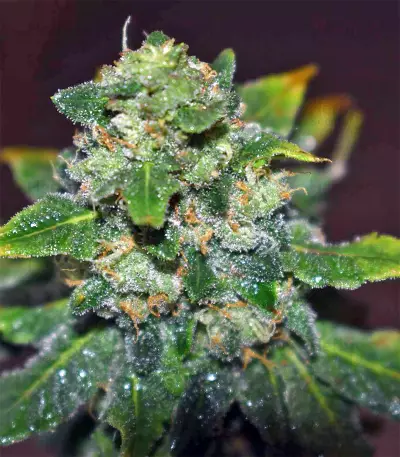 Blue Sherbet S1 strain