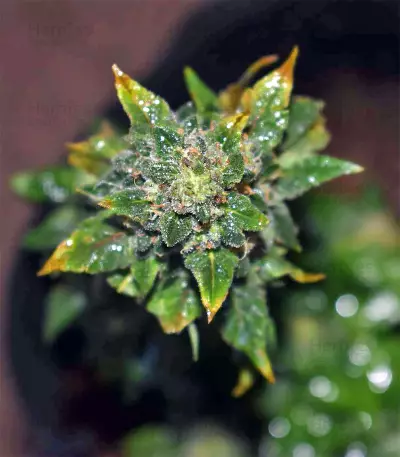 Blue Sherbet S1 strain