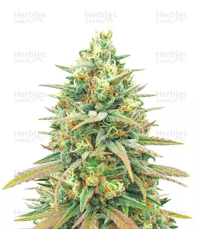 Blueberry Fast Version Feminized Seeds (Herbies Seeds Canada)
