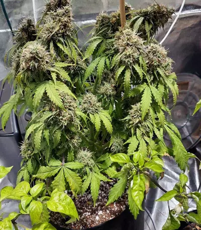 Crop Circle Seeds