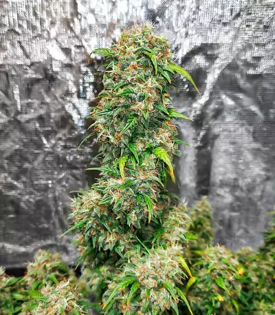 Gorilla Purple Seeds (EGS)