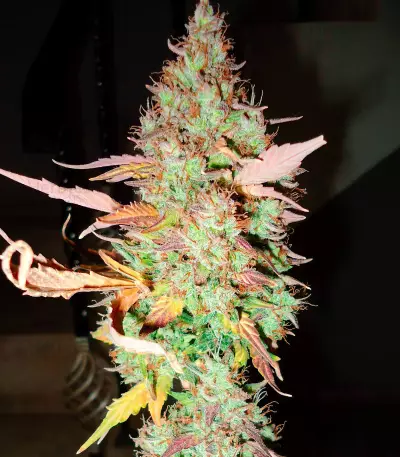 Green Crack Auto Seeds
