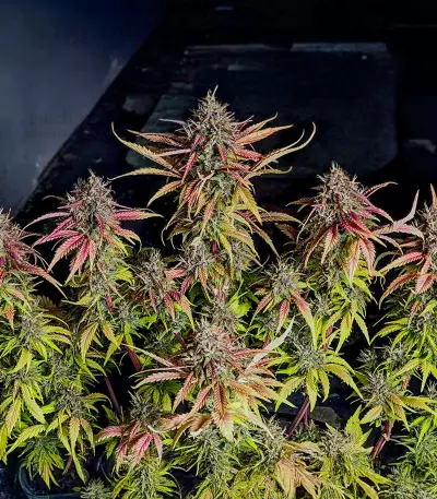 Lemon Cherry Cookies Auto เมล็ดพันธุ์สตรี (Fast Buds)