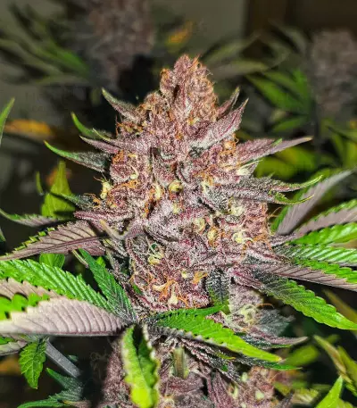 Red Hot Cookies Seeds (Sweet Seeds)