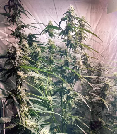 Skywalker OG Seeds