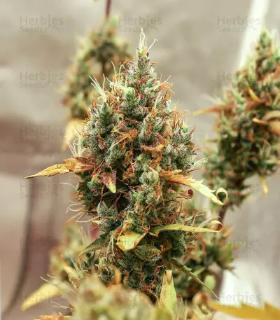 Somango XXL (Nirvana Seeds)