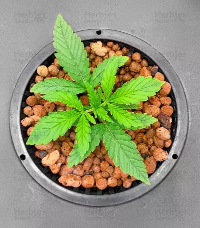 Graines féminisées de Sour Jealousy Auto (Fast Buds)