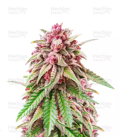 Still Bubba Feminized Seeds (AlphaFem Seeds)