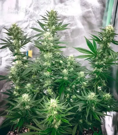 Alaska Thunderfuck Auto Seeds