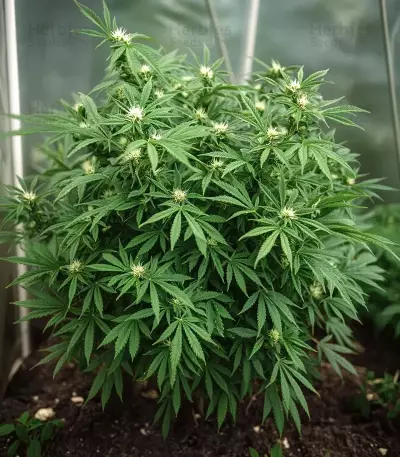 Amnesia Haze Auto Feminized Seeds (Barney's Farm)