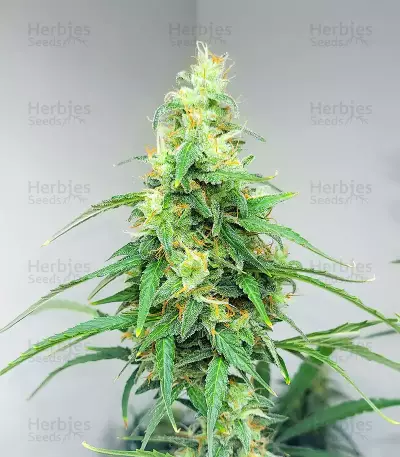 Apple Betty Auto Seeds