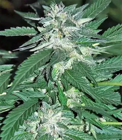 Bubba Delight Regular seeds