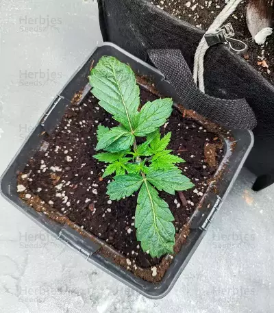 Cherry Pie Auto Seeds