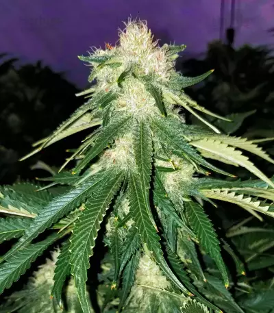 Critical Purple Kush feminized seeds
