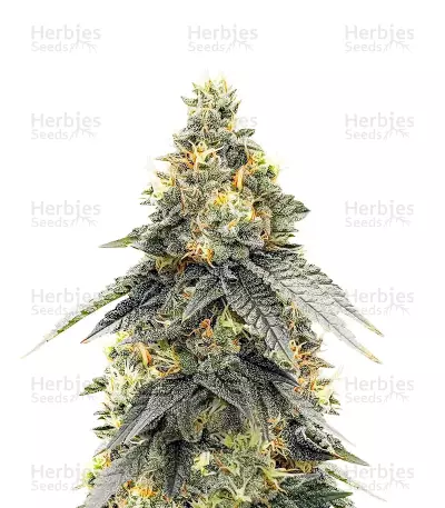 Semi Femminizzati G.S. Cookies (Humboldt Seed Company)