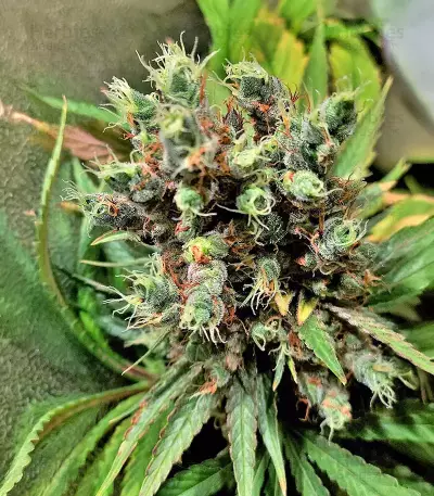 Ghost Train Haze x Pellezino