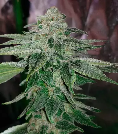 Girl Scout Cookies feminized seeds (Garden of Green)