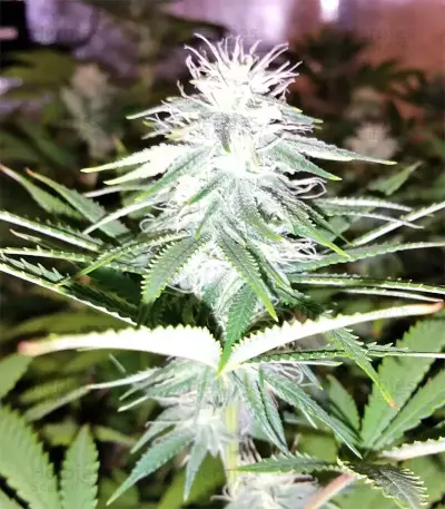 Graines de cannabis Z Gorilla (Original Sensible Seeds)