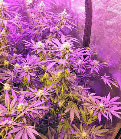 Graines de cannabis Grandaddy Black (Original Sensible Seeds)