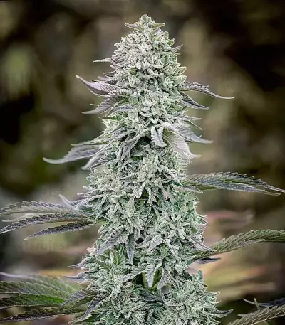 Hindu Cream (Big Buddha Seeds)